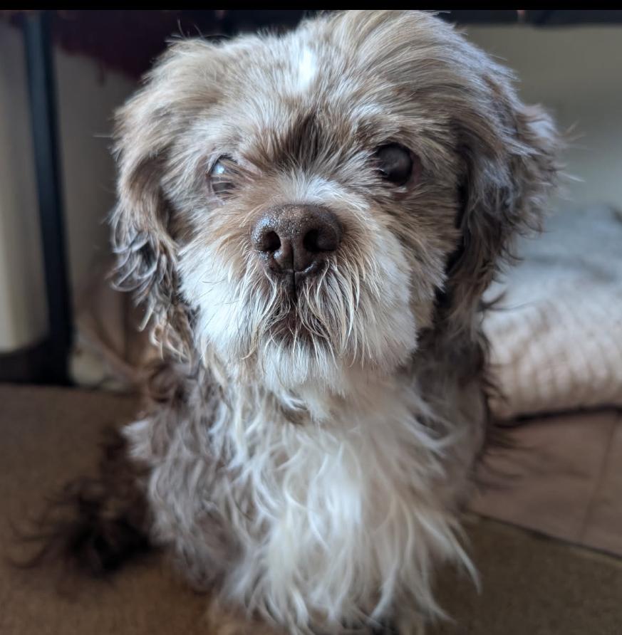 Keller, Senior Male Lhasa Apso