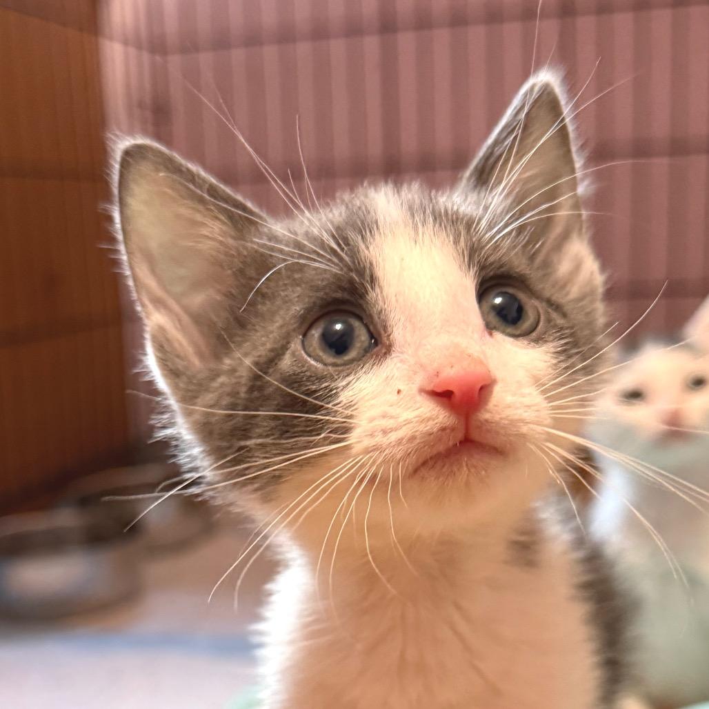 Solaris, Adoptable, Kitten Male Domestic Short Hair & Domestic Short Hair.