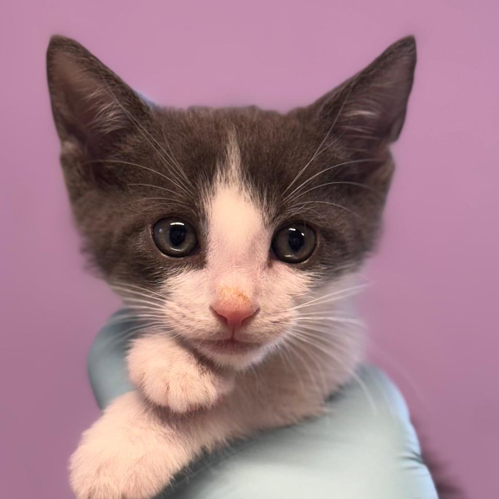 Solaris, Adoptable, Kitten Male Domestic Short Hair & Domestic Short Hair.