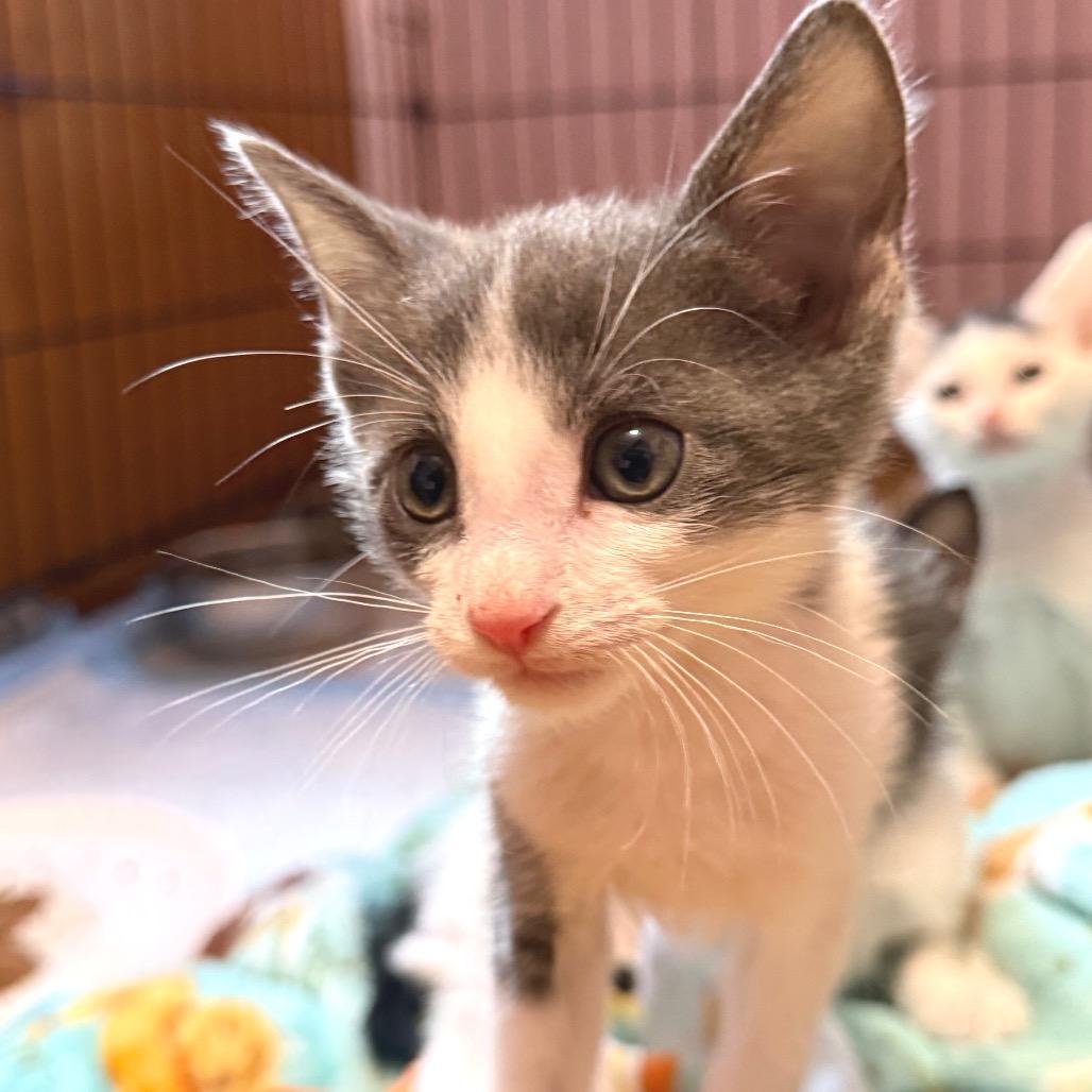 Solaris, a Adoptable mixed breed in Redwood Valley, CA image 3/6