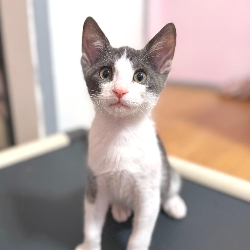 Solaris, a Adoptable mixed breed in Redwood Valley, CA image 3/6