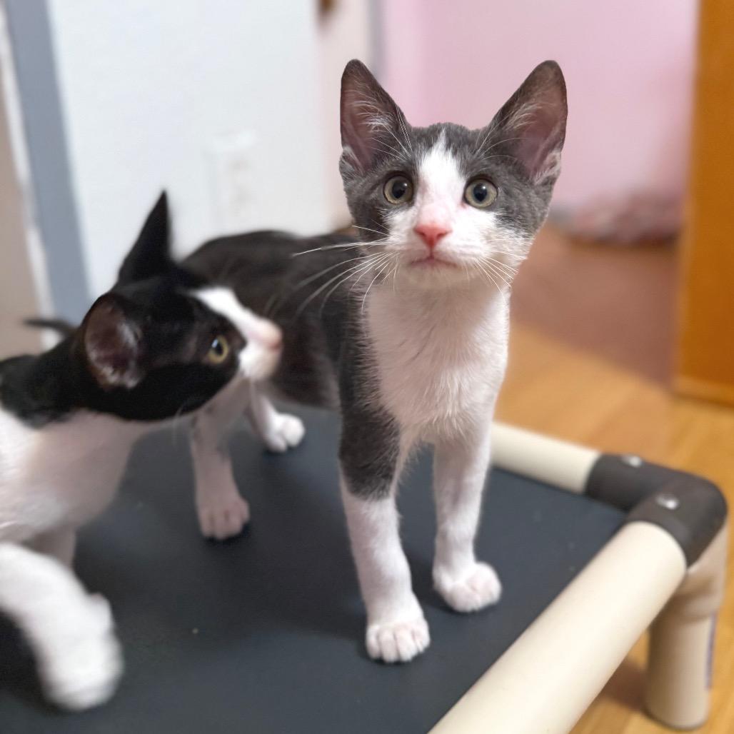 Solaris, a Adoptable mixed breed in Redwood Valley, CA image 4/6