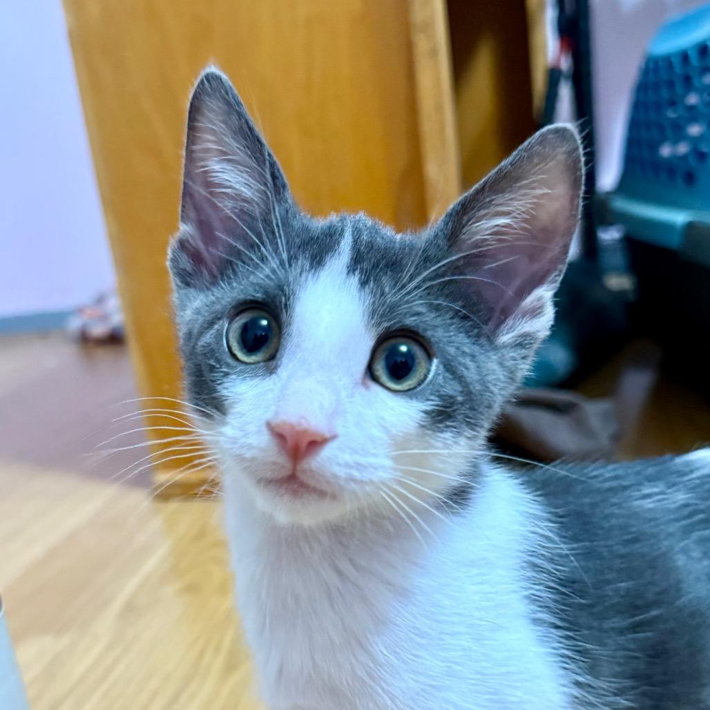 Solaris, a Adoptable mixed breed in Redwood Valley, CA image 4/6