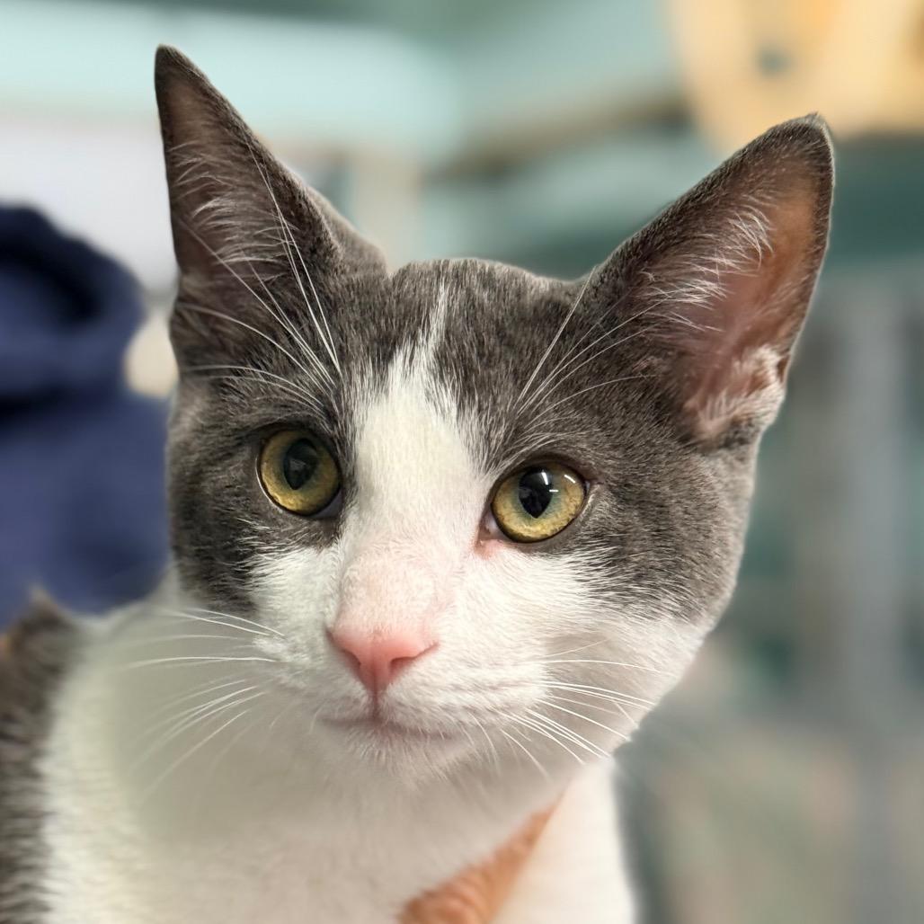 Solaris, a Adoptable mixed breed in Redwood Valley, CA image 5/6