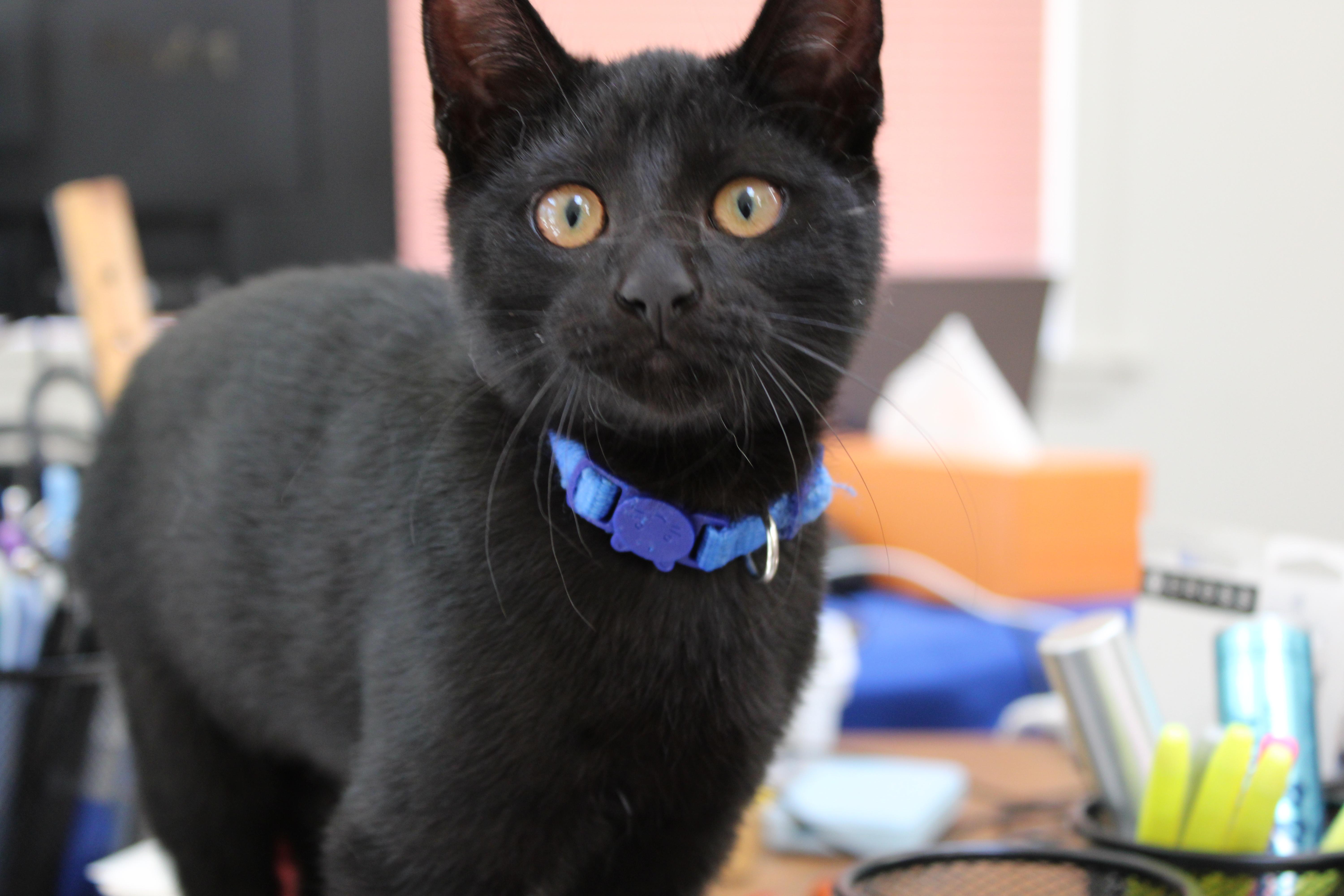 Olivia, a ADOPTABLE mixed breed in Schenectady, NY image 3/4