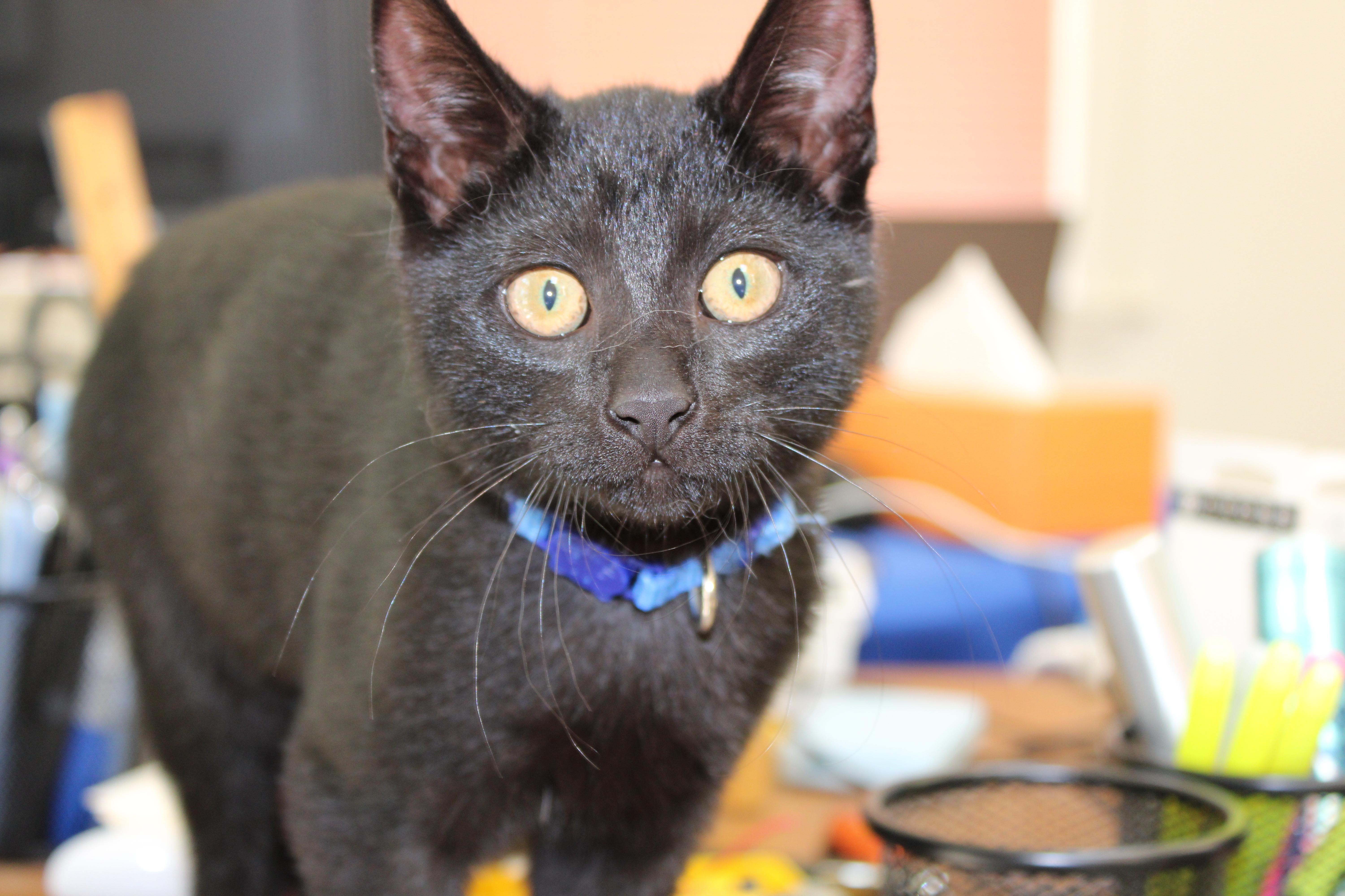 Olivia, a ADOPTABLE mixed breed in Schenectady, NY image 1/4