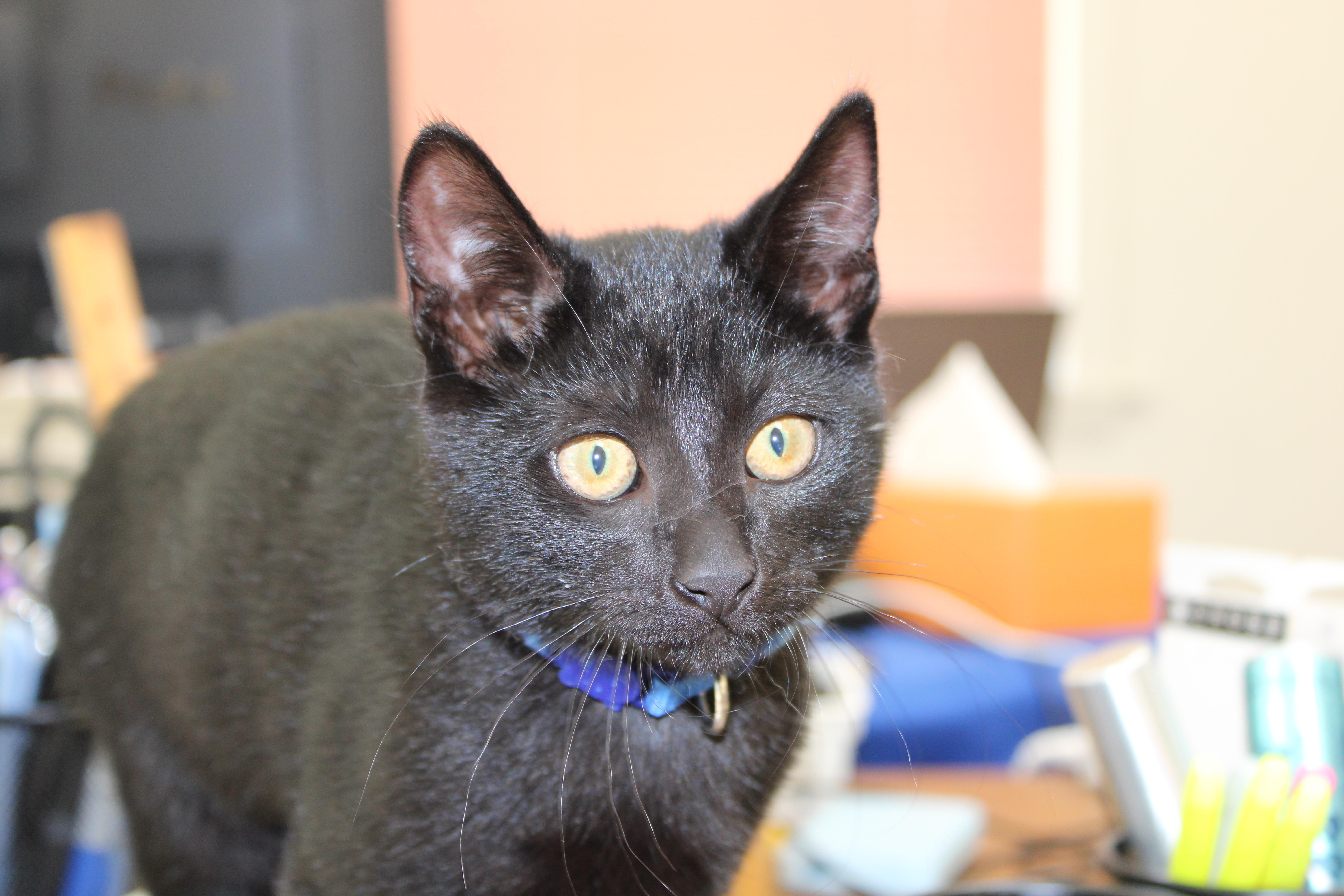 Olivia, a ADOPTABLE mixed breed in Schenectady, NY image 4/4