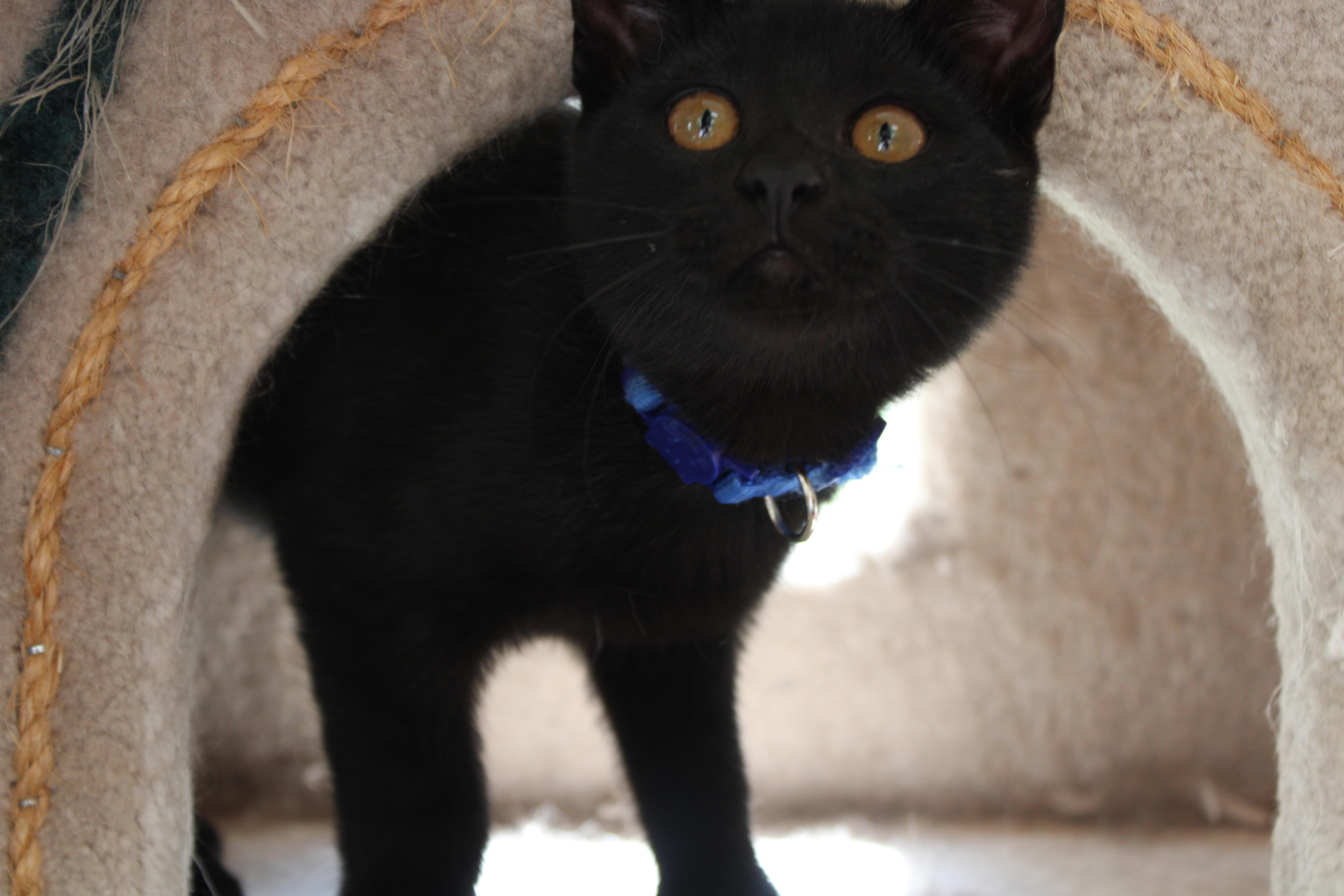 Olivia, a ADOPTABLE mixed breed in Schenectady, NY image 2/4