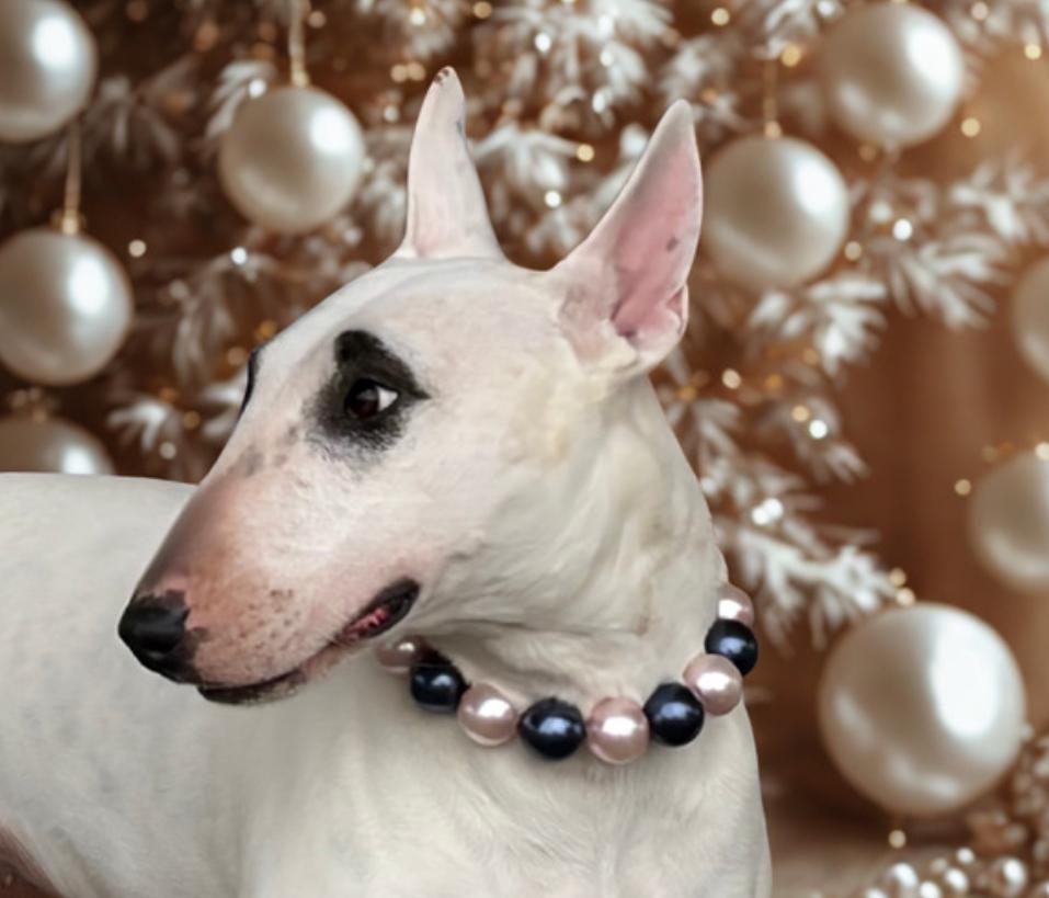 Enlarge Izzy , a ADOPTABLE Bull Terrier in Warrenton, VA image 1/6