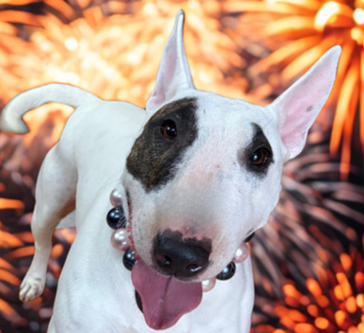Enlarge Izzy , a ADOPTABLE Bull Terrier in Warrenton, VA image 5/6