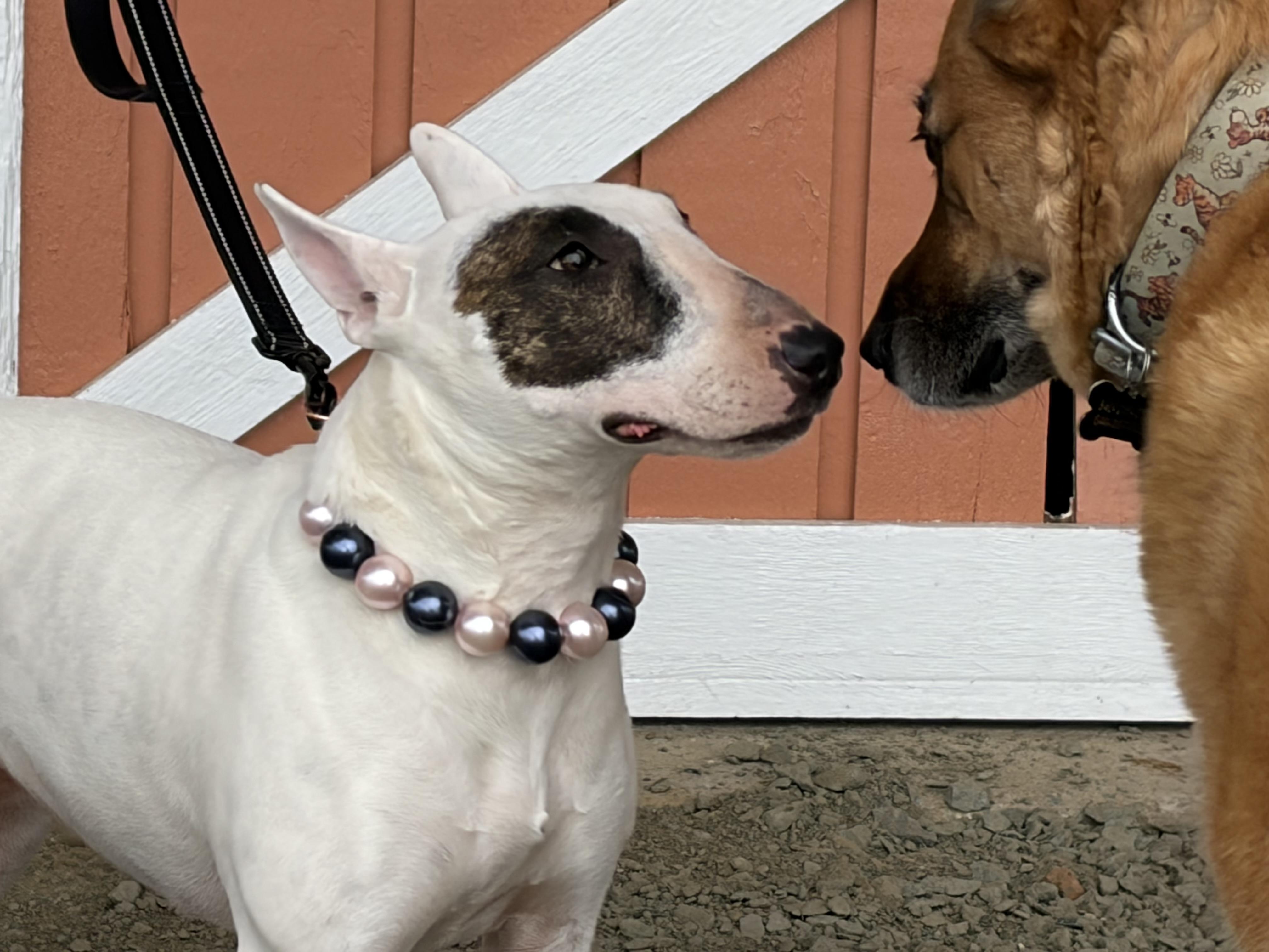 Enlarge Izzy , a ADOPTABLE Bull Terrier in Warrenton, VA image 4/6