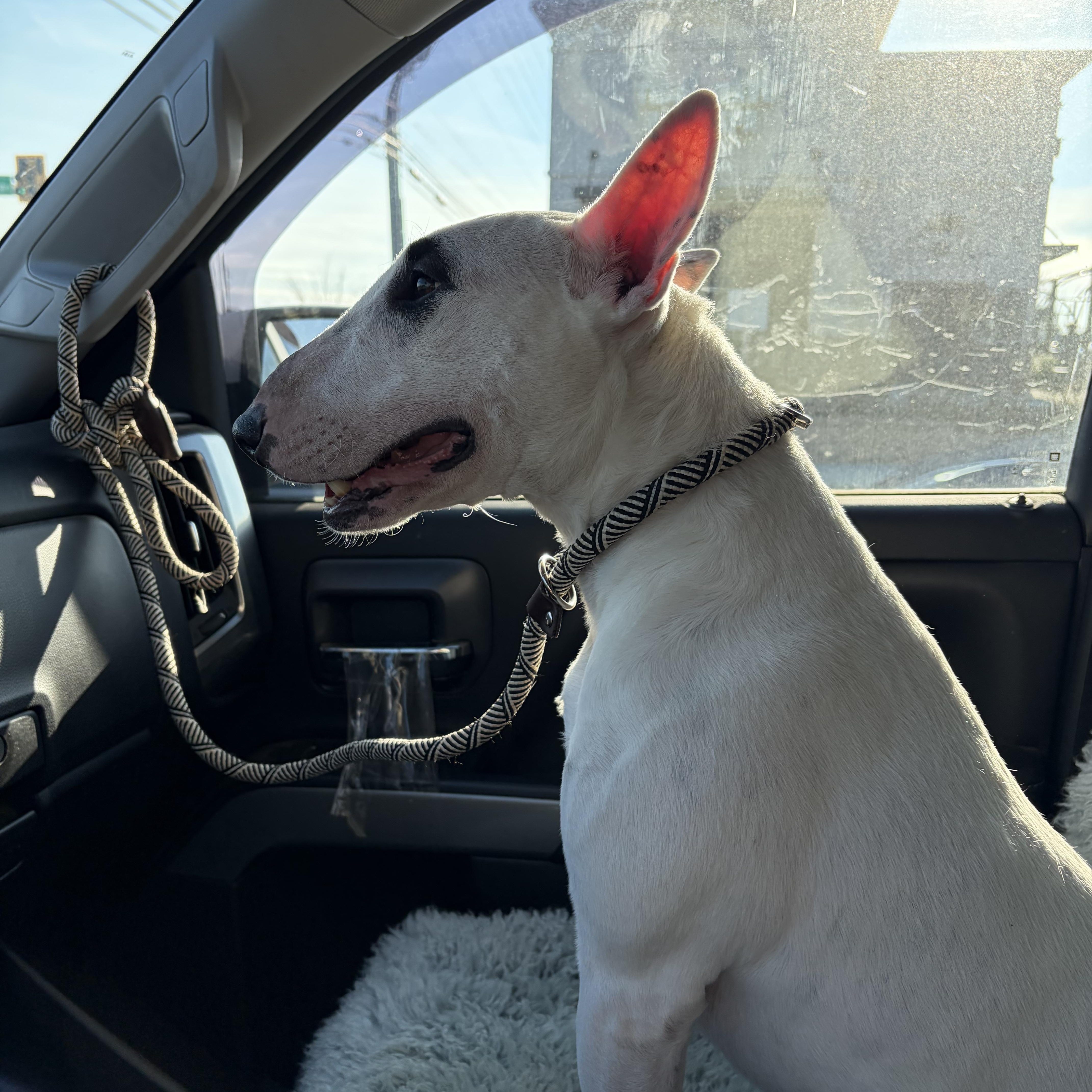 Enlarge Izzy , a ADOPTABLE Bull Terrier in Warrenton, VA image 2/6