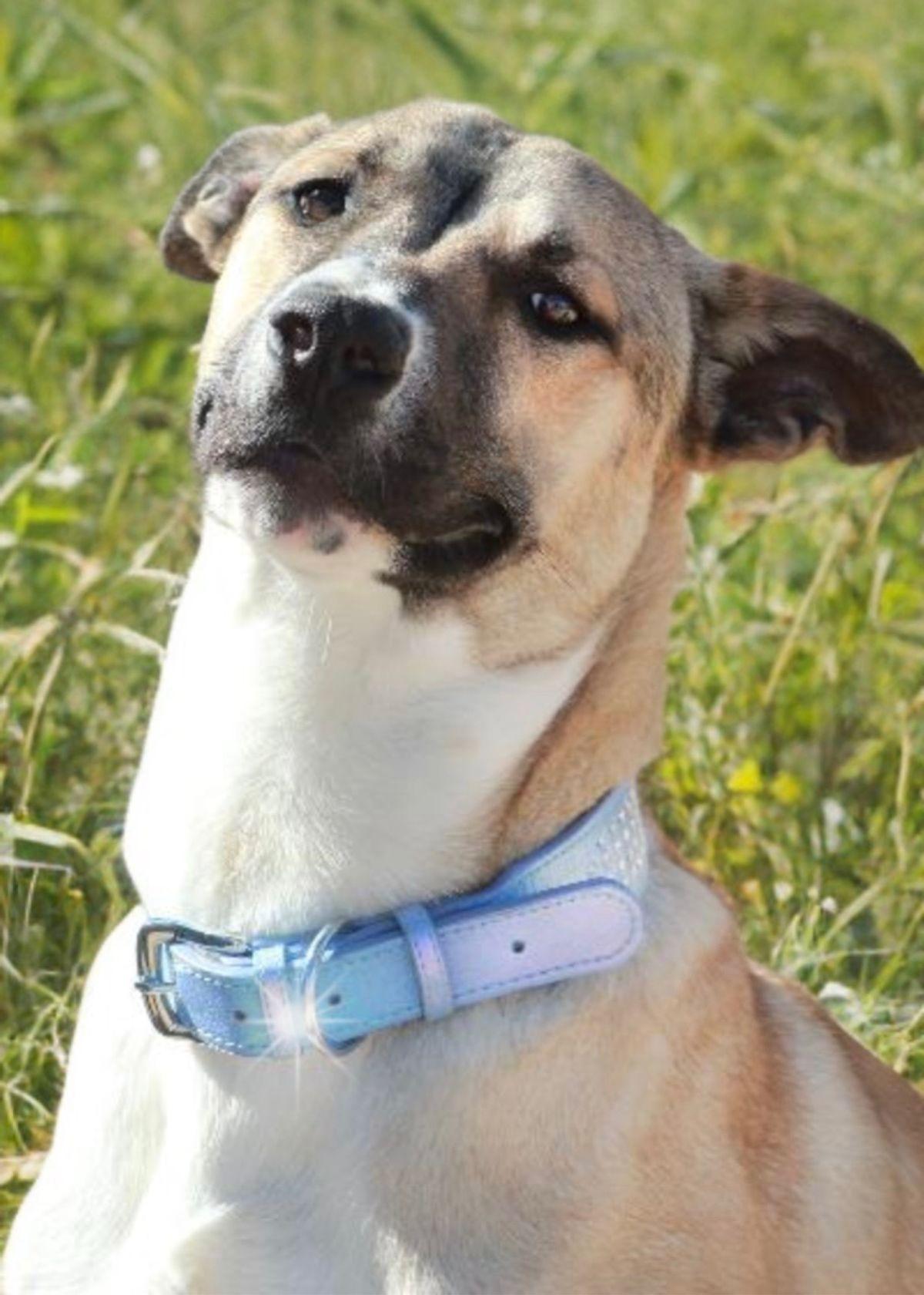 Enlarge Ramon, a Adoptable Shepherd in Kingman, AZ image 1/3