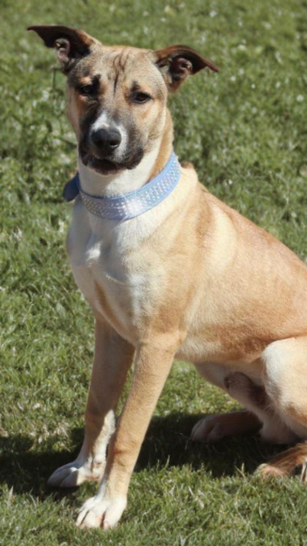 Enlarge Ramon, a Adoptable Shepherd in Kingman, AZ image 2/3