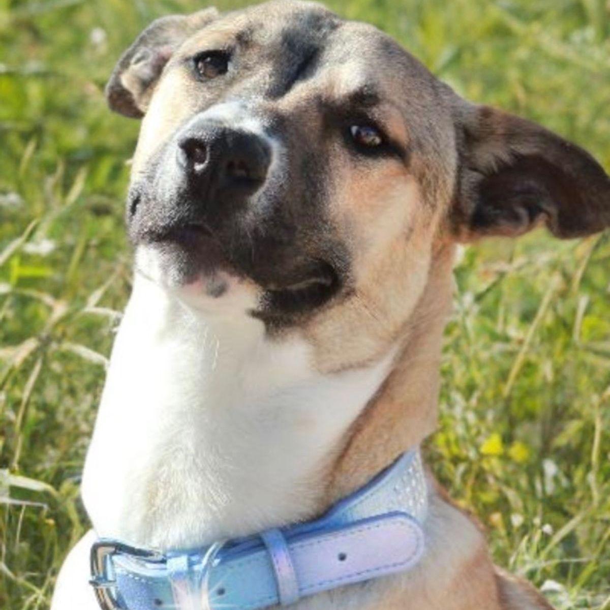 Ramon, Adoptable, Adult Male Shepherd.