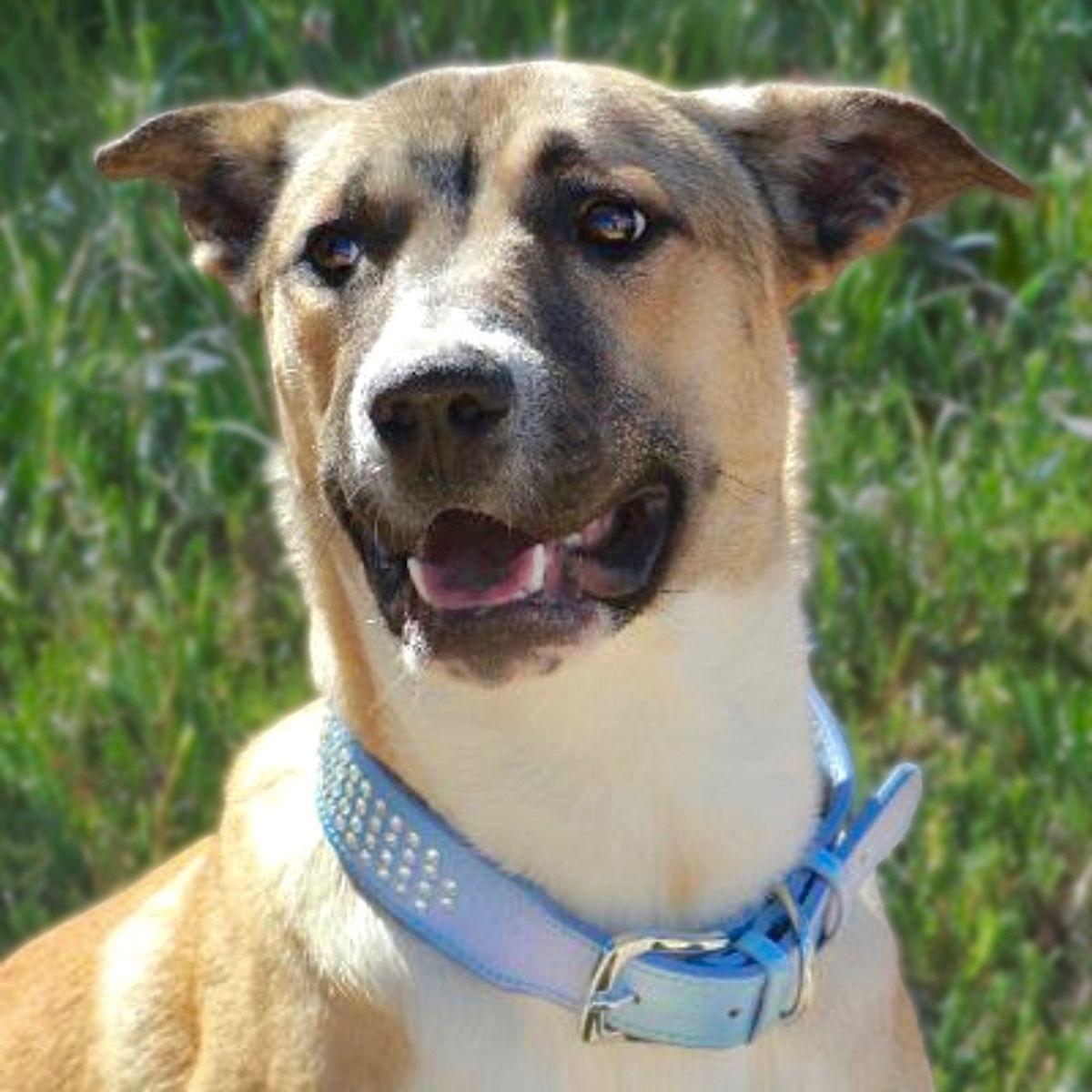 Enlarge Ramon, a Adoptable Shepherd in Kingman, AZ image 3/3