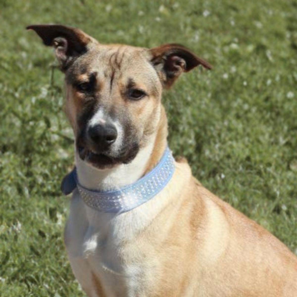 Enlarge Ramon, a Adoptable Shepherd in Kingman, AZ image 3/3