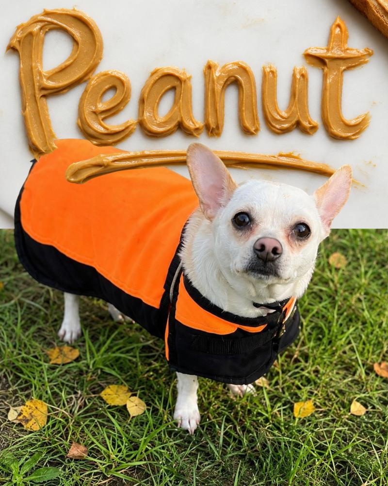 Peanut, Adoptable, Adult Female Chihuahua.