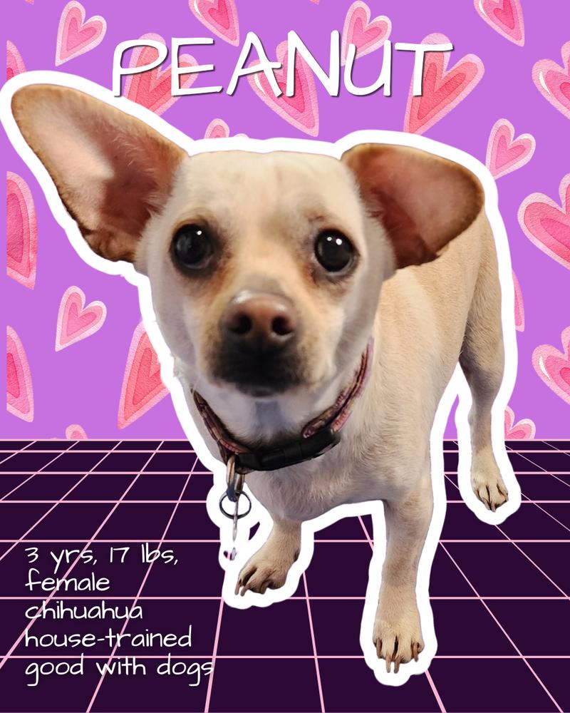 Enlarge Peanut, a Adoptable mixed breed in Columbus, OH image 2/6