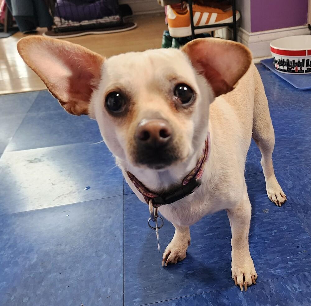 Peanut, Adoptable, Adult Female Chihuahua.
