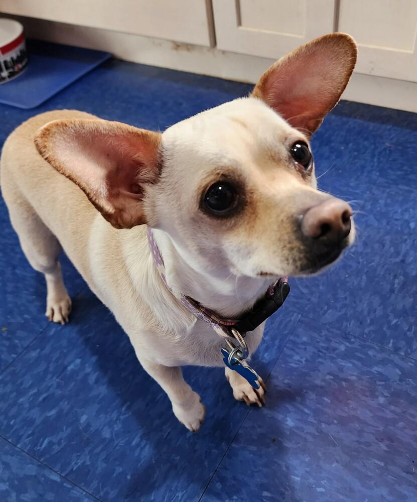 Enlarge Peanut, a Adoptable mixed breed in Columbus, OH image 2/4
