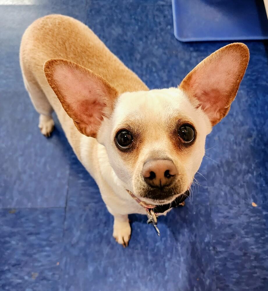 Enlarge Peanut, a Adoptable mixed breed in Columbus, OH image 3/4