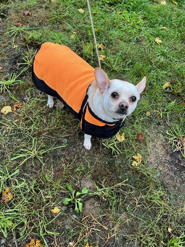 Enlarge Peanut, a Adoptable mixed breed in Columbus, OH image 4/4