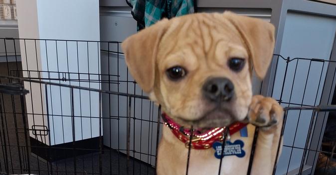 Max, Adoptable, Puppy Male Pug & Hound.