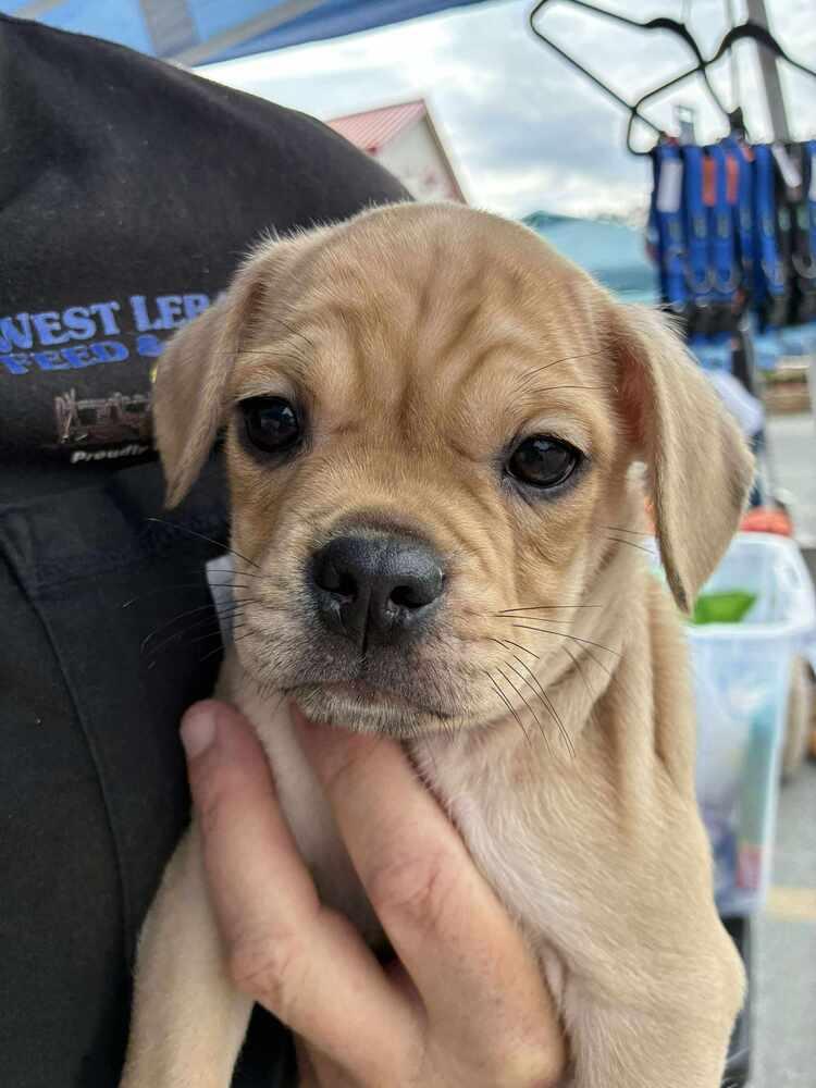 Enlarge Max, a Adoptable mixed breed in White River Junction, VT image 2/4