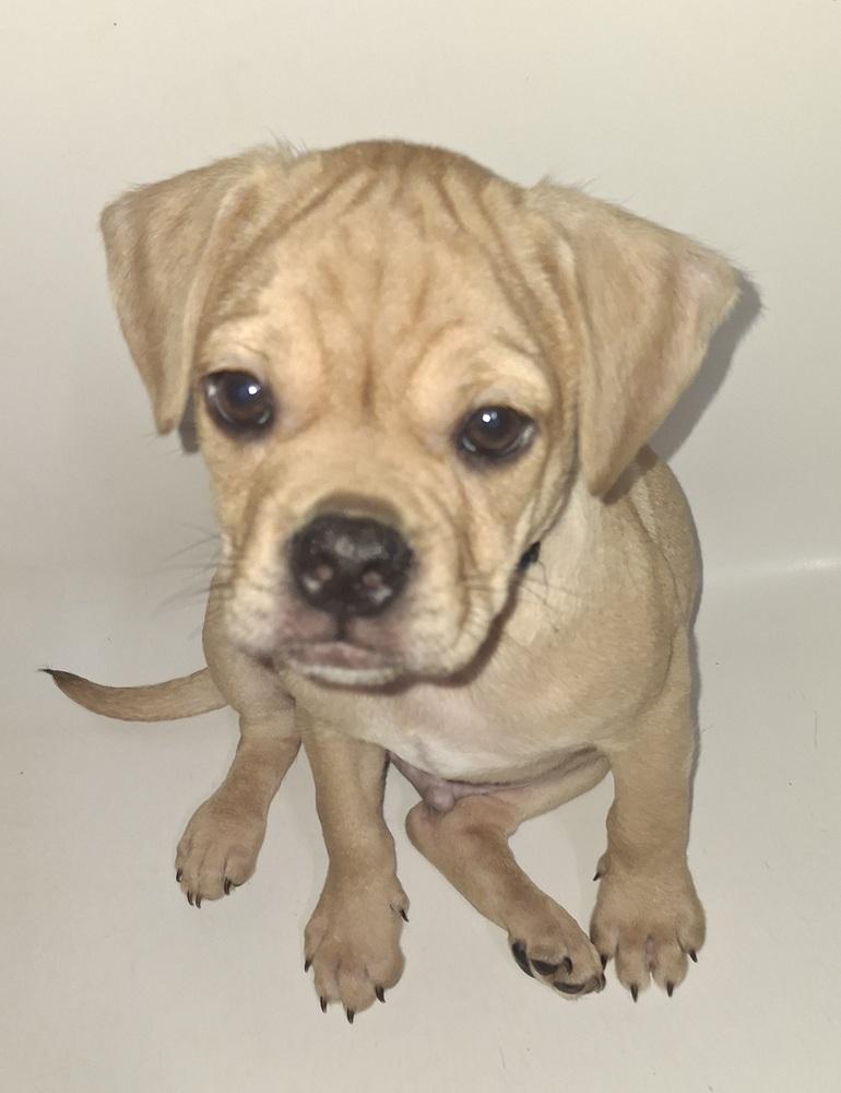 Enlarge Max, a Adoptable mixed breed in White River Junction, VT image 3/4