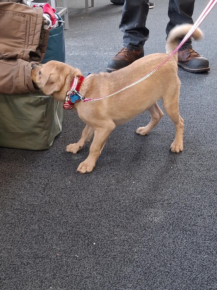 Enlarge Max, a Adoptable mixed breed in White River Junction, VT image 4/4