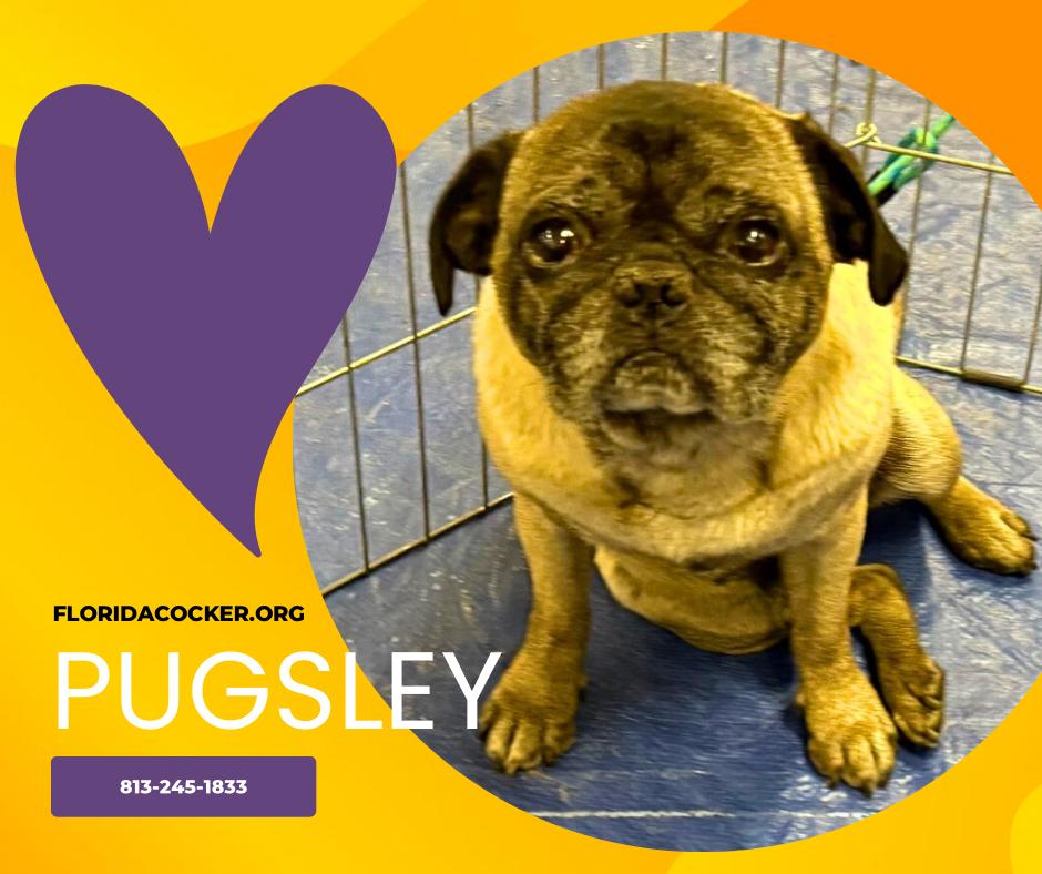 Pugsley, ADOPTABLE, Adult Male Pug.