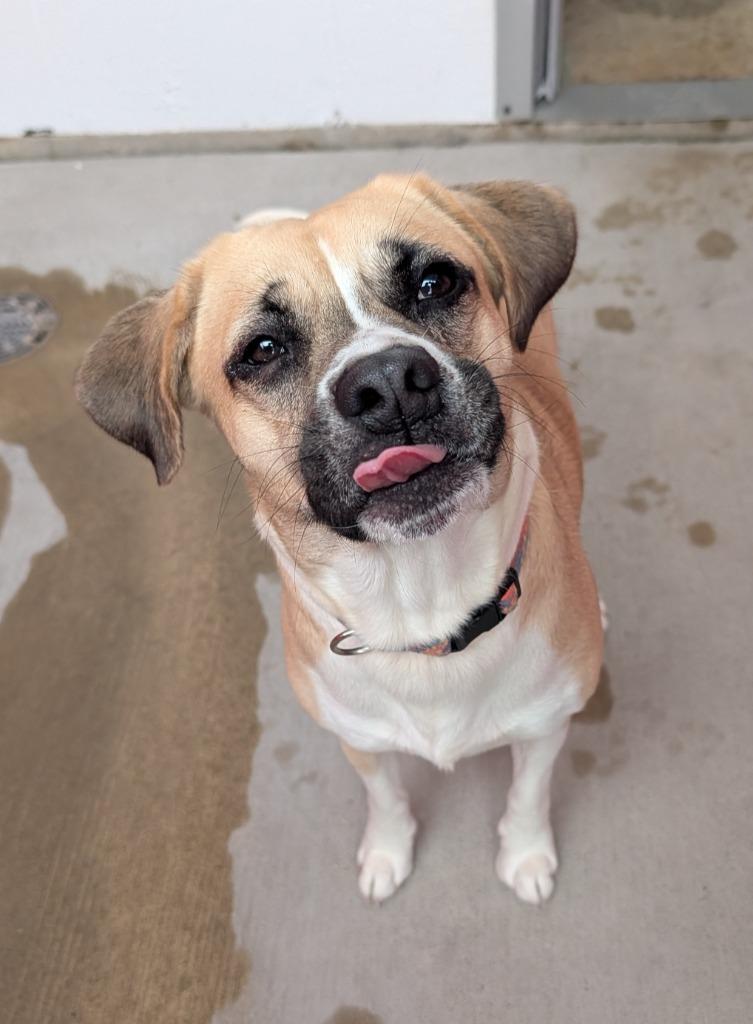 Sage, Adoptable, Young Female Pug & Beagle.