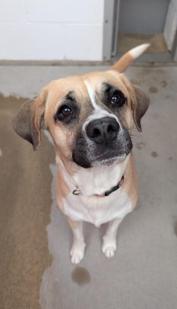 Enlarge Sage, a Adoptable mixed breed in Angola, IN image 2/2