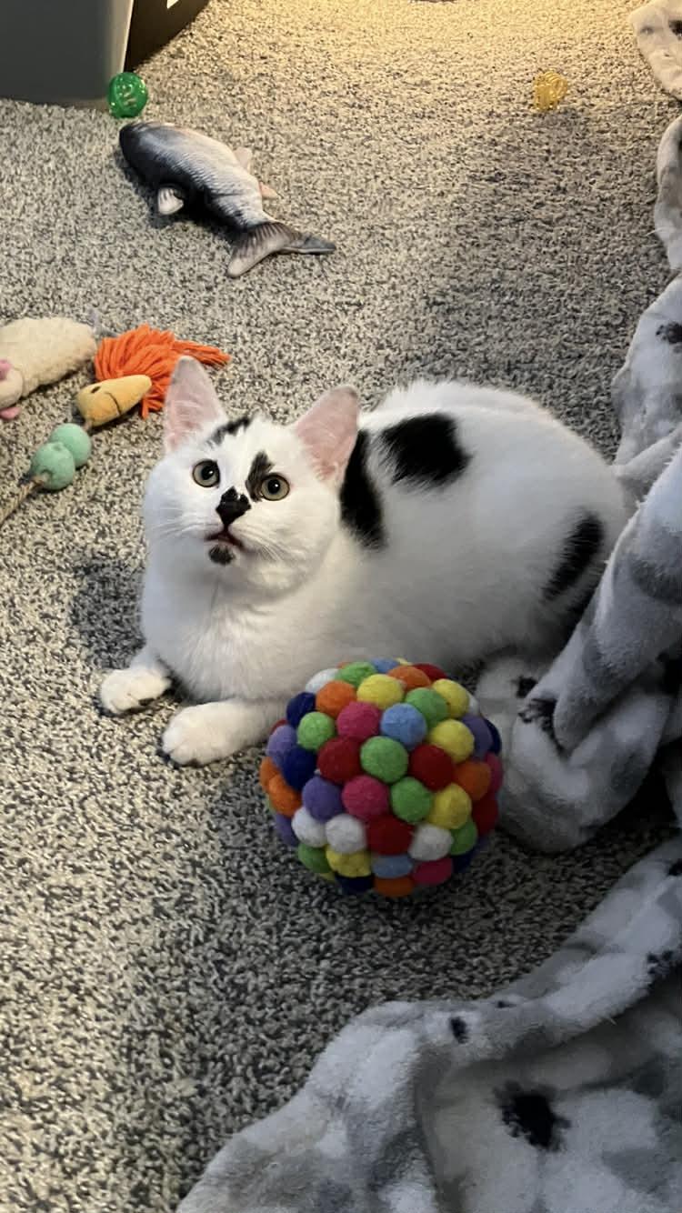 Rainer, an adopted mixed breed in Omaha, NE image 1/4