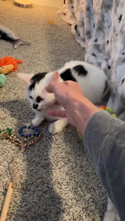 Enlarge Rainer, an adopted mixed breed in Omaha, NE video 4/4