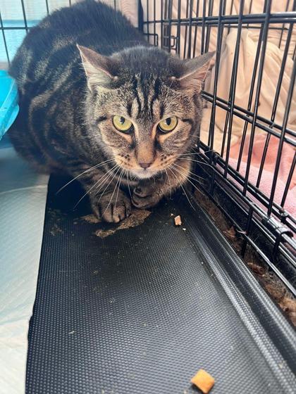 Enlarge Blaze, a Adoptable Domestic Short Hair in Shohola, PA image 1/1