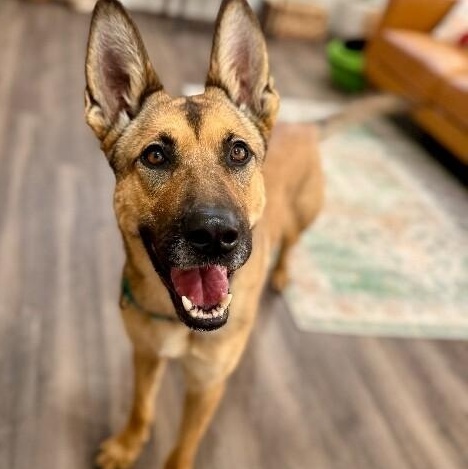 Ari Honey the Loving Adventurer — thumbnail 2