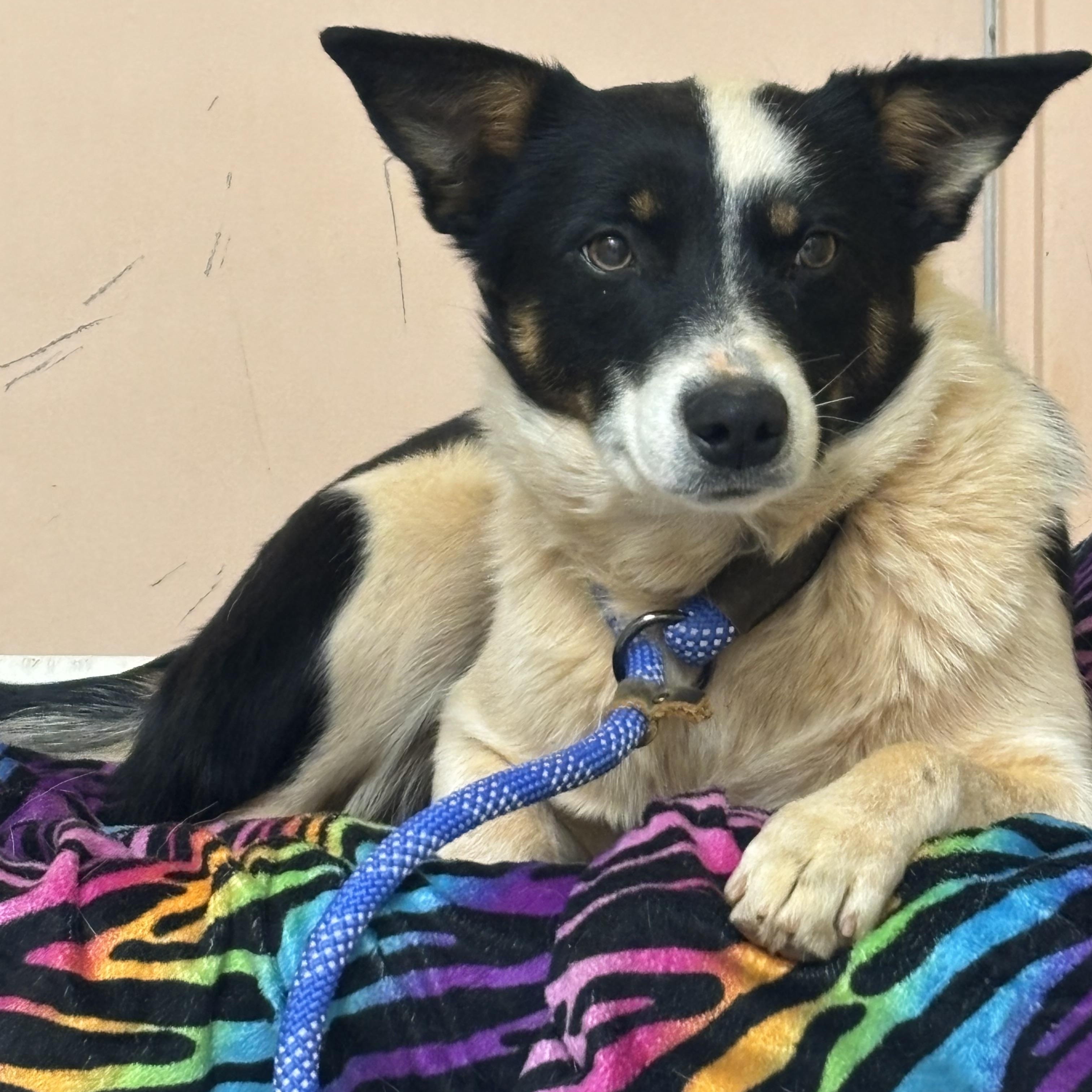 Enlarge Bonnie, a ADOPTABLE Border Collie in Culpeper, VA image 1/1