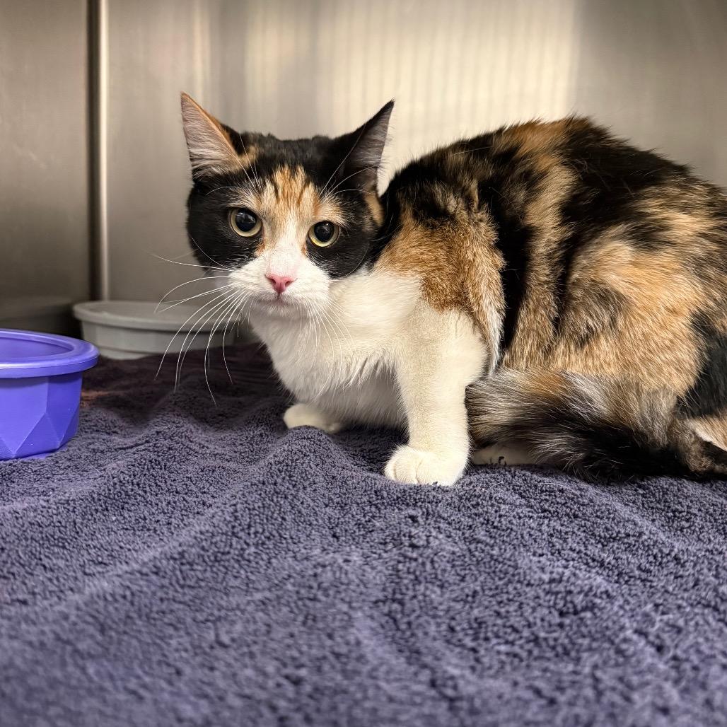 Toblerone, Adoptable, Adult Female Domestic Short Hair.