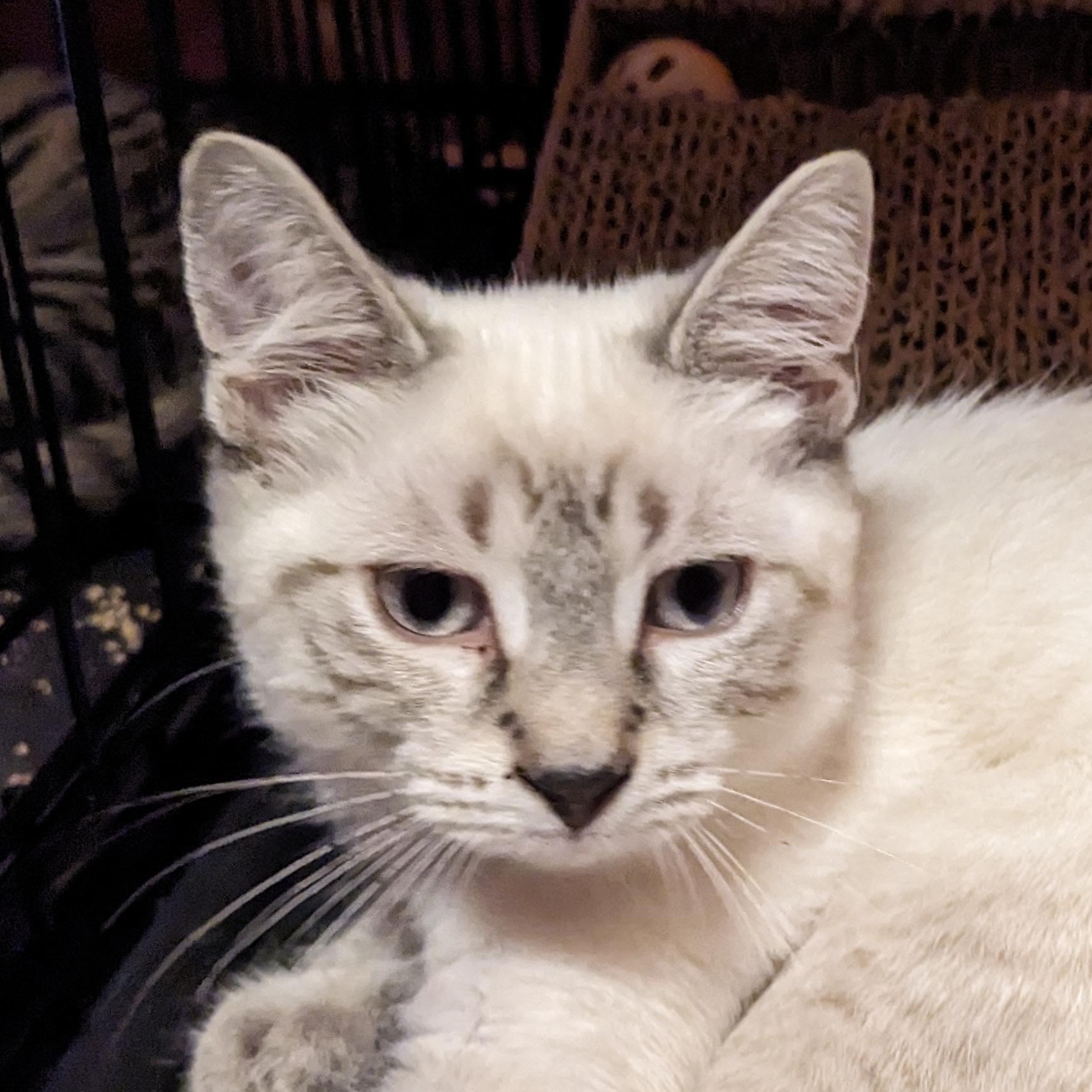 Missy @ Livonia PetSmart