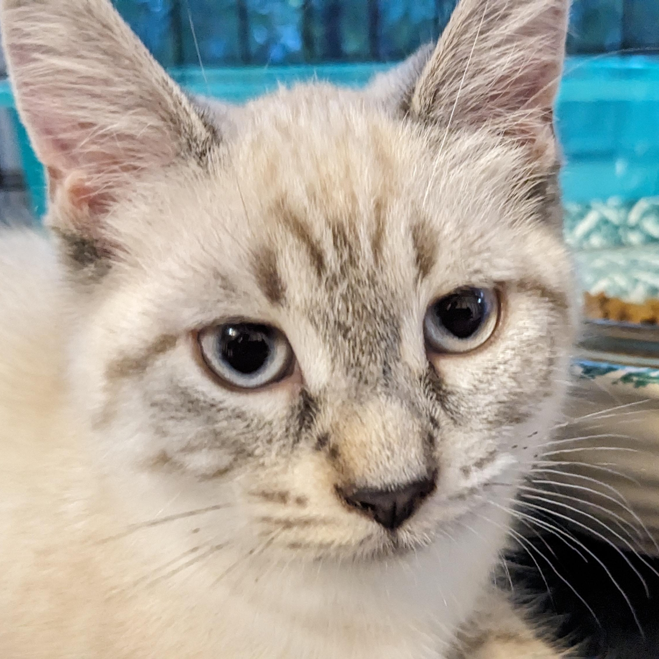 Missy @ Livonia PetSmart