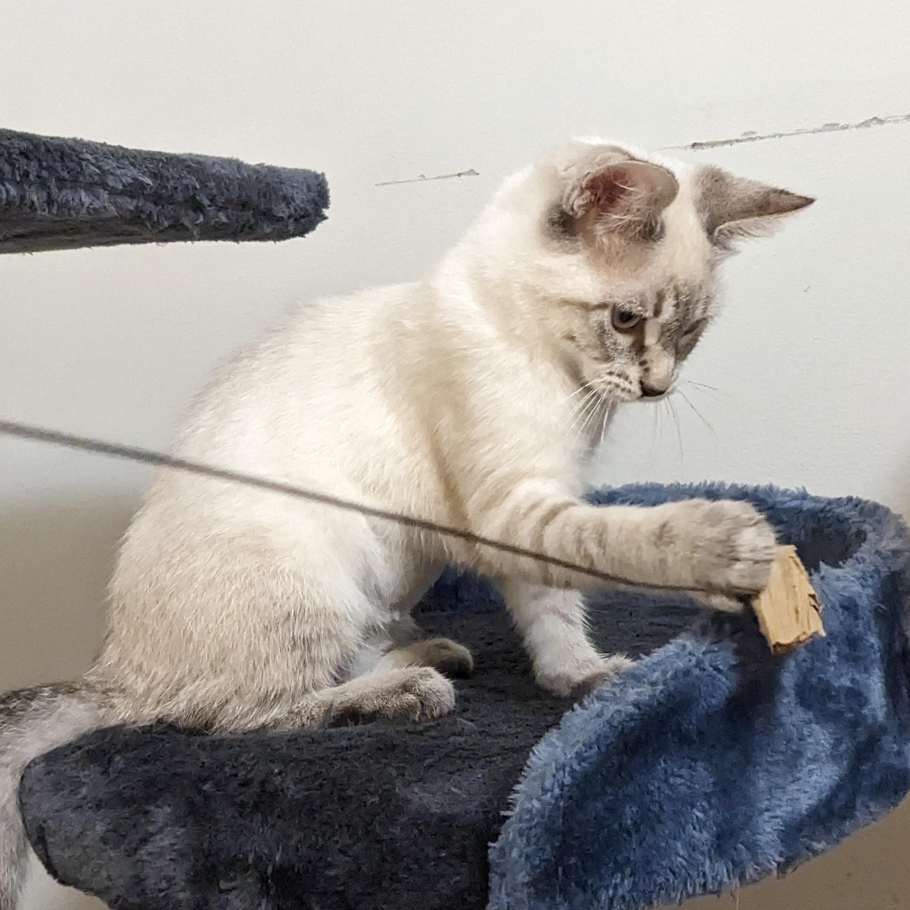 Missy @ Livonia PetSmart