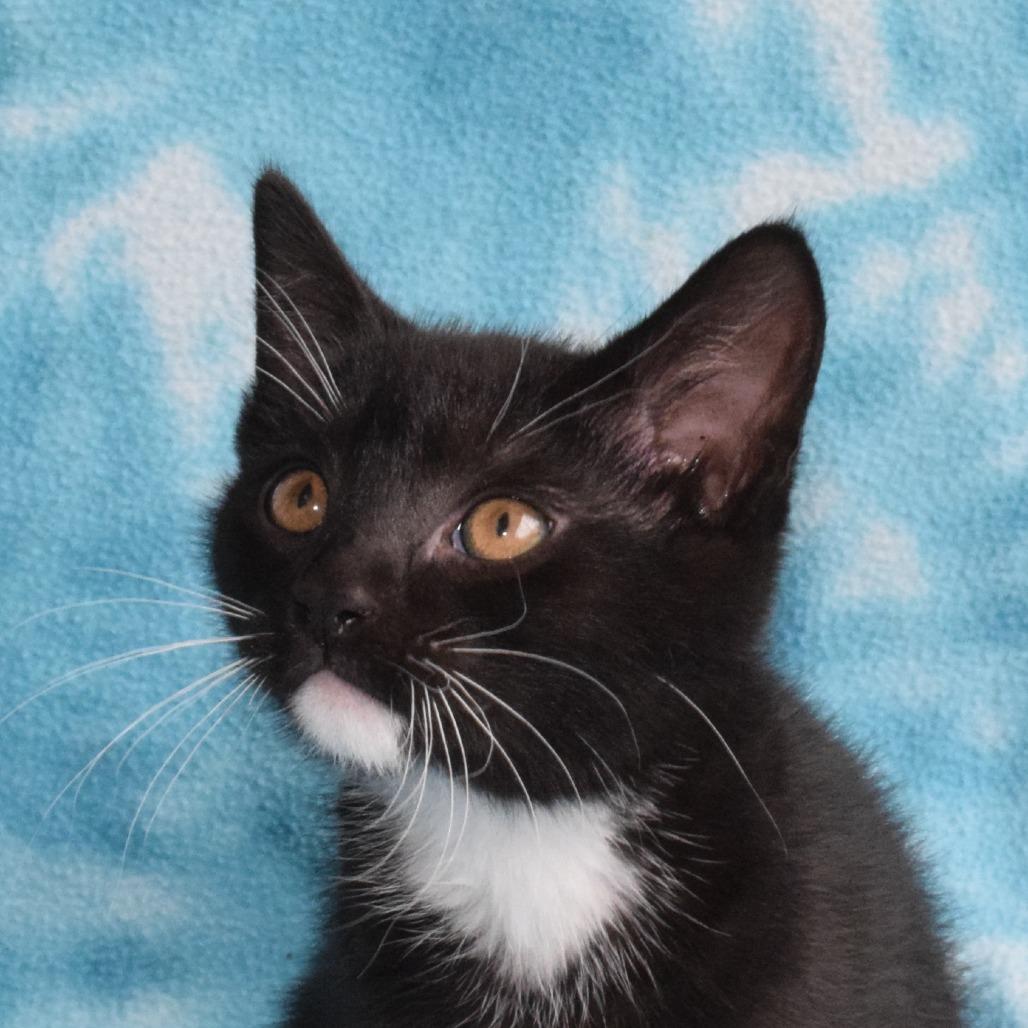 Silk, Adoptable, Kitten Male Domestic Short Hair.