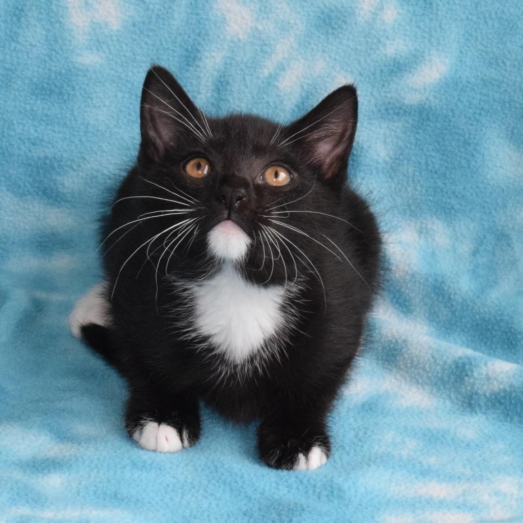 Silk, a Adoptable Domestic Short Hair in Eureka, CA image 2/3