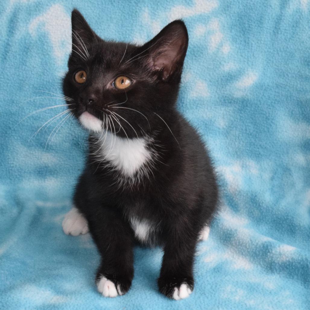 Silk, a Adoptable Domestic Short Hair in Eureka, CA image 3/3