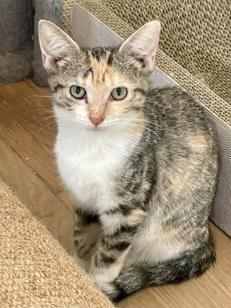 Enlarge Austen 2, a Adoptable Domestic Short Hair in Chicago, IL image 1/4