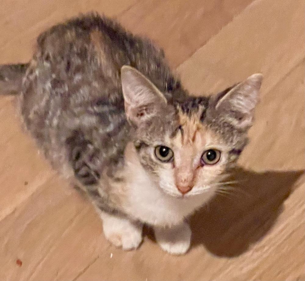 Austen 2 — thumbnail 2