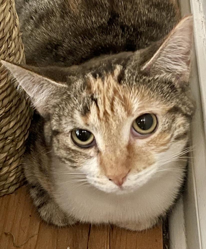 Enlarge Austen 2, a Adoptable Domestic Short Hair in Chicago, IL image 3/4