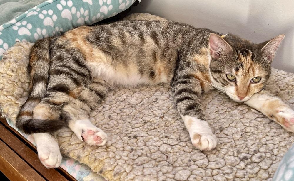 Enlarge Austen 2, a Adoptable Domestic Short Hair in Chicago, IL image 4/4